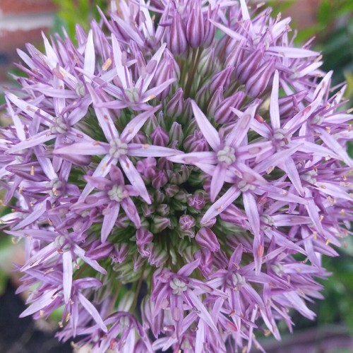 Allium jesdianum seeds free - jesdianum, *free