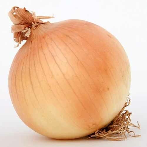 200 onion seeds - seeds, early